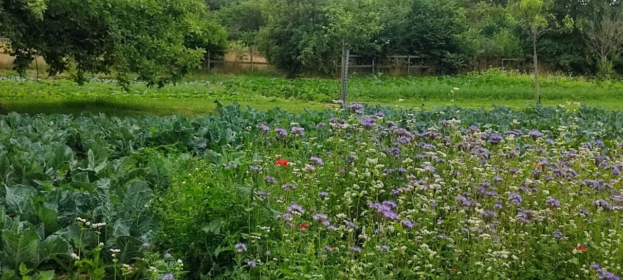 Gemüse und Blüten im Permakultur-Garten